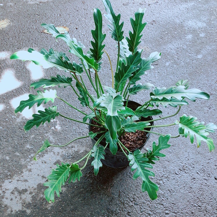 Trầu bà chân vịt