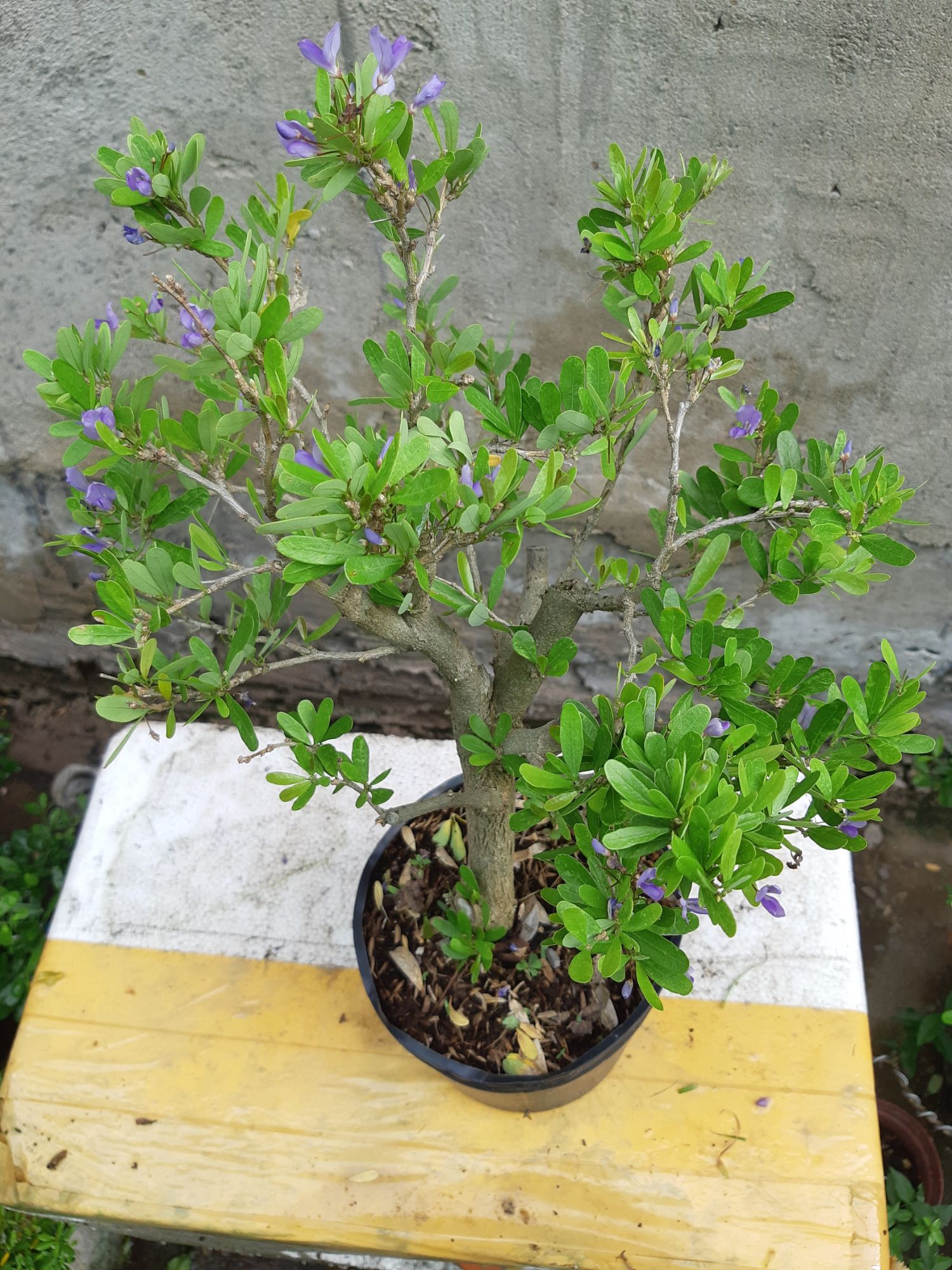 linh sam siêu bông gốc trung
