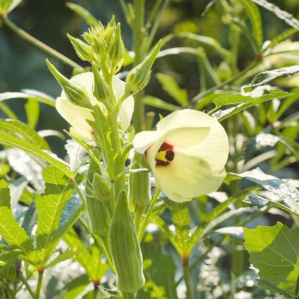 Okra seeds - High Quality Seeds
