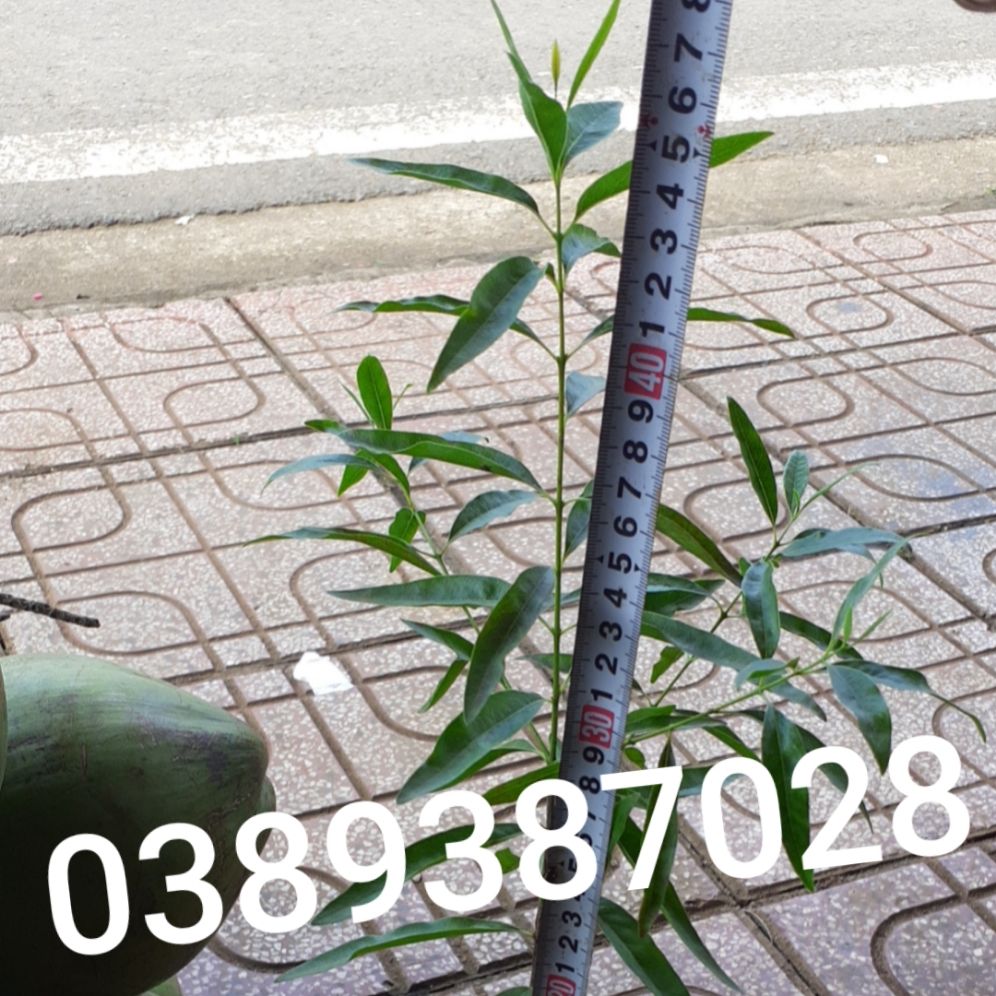 Cây đàn hương trắng Ấn Độ