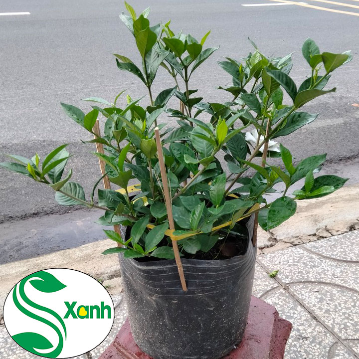 Lài tiểu thơ bông to + Rất Thơm