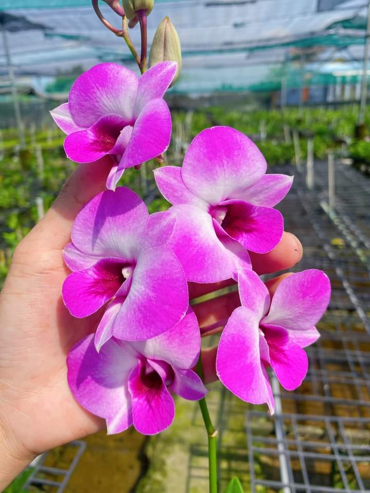 Hoa Lan Dendro Hồng Sunlight, chậu cây trưởng thành, nhiều thân, sắp hoa
