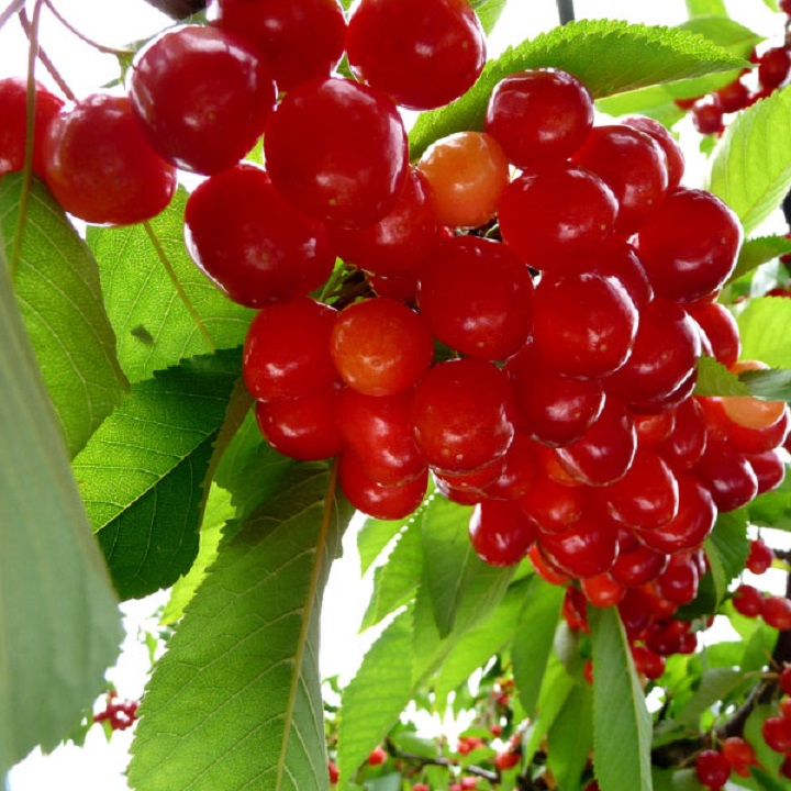 chậu CÂY quả THẦN KỲ đỏ