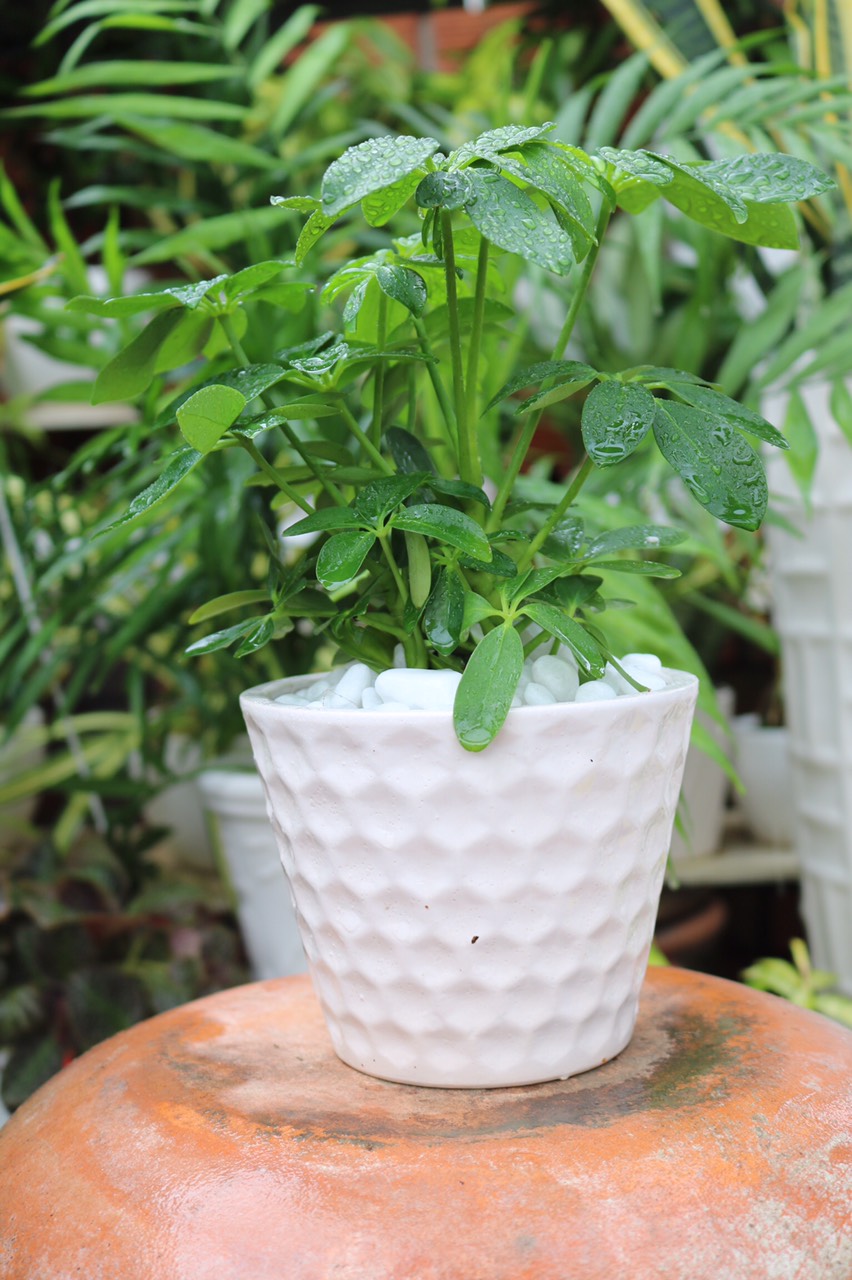 Chậu sứ cây Ngũ Gia Bì