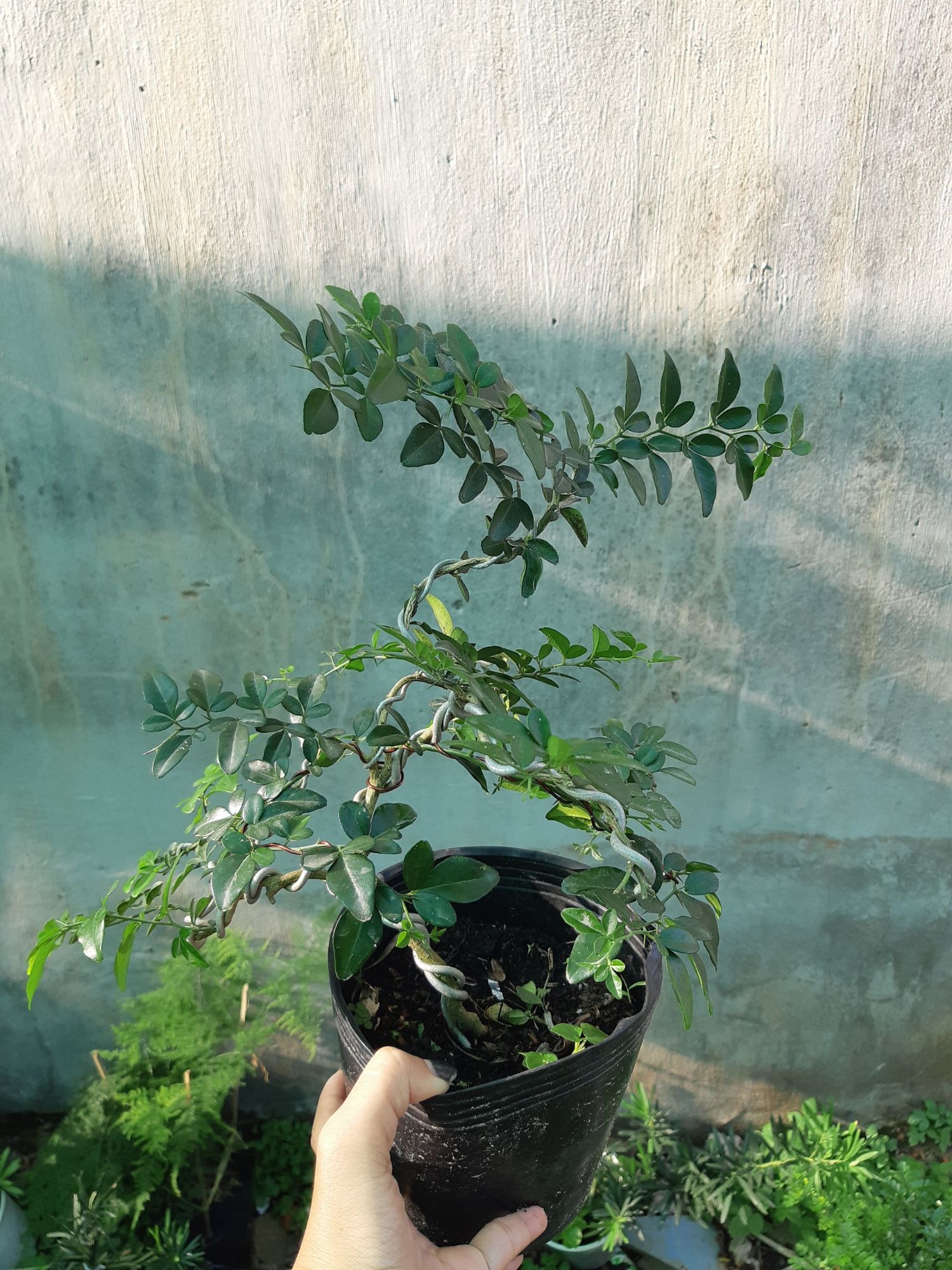 cây kim quýt DÁNG BONSAI MINI