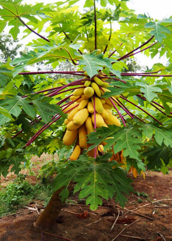 CÂY ĐU ĐỦ VÀNG SIÊU TRÁI