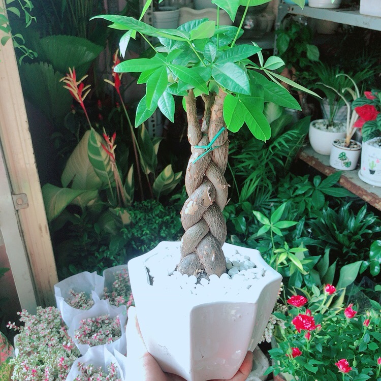Chậu cây kim ngân thắt bính