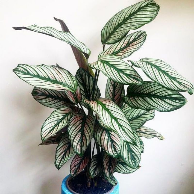 Đuôi công calathea White star- chậu trung