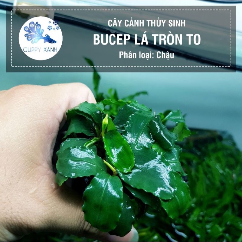 Bucep phantom, bucep vĩ, bucep lá tròn. Loại cây không cần nhiều co2 rất dễ trồng. Có thể dán lũa đá.