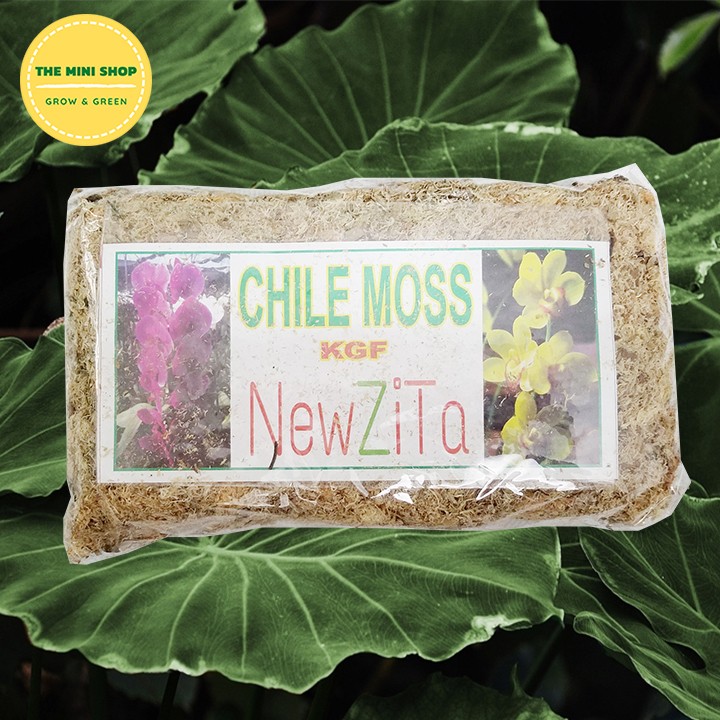 Dớn chile moss - dớn mềm trồng lan 100g
