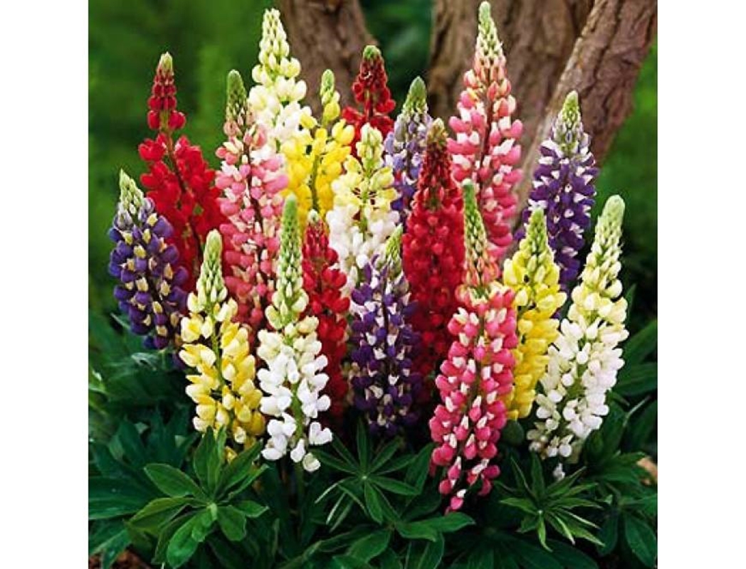 Hạt giống hoa Đậu lupin