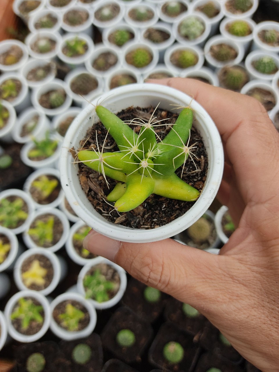 Xương rồng CHUỐI (size chậu 5 cm)