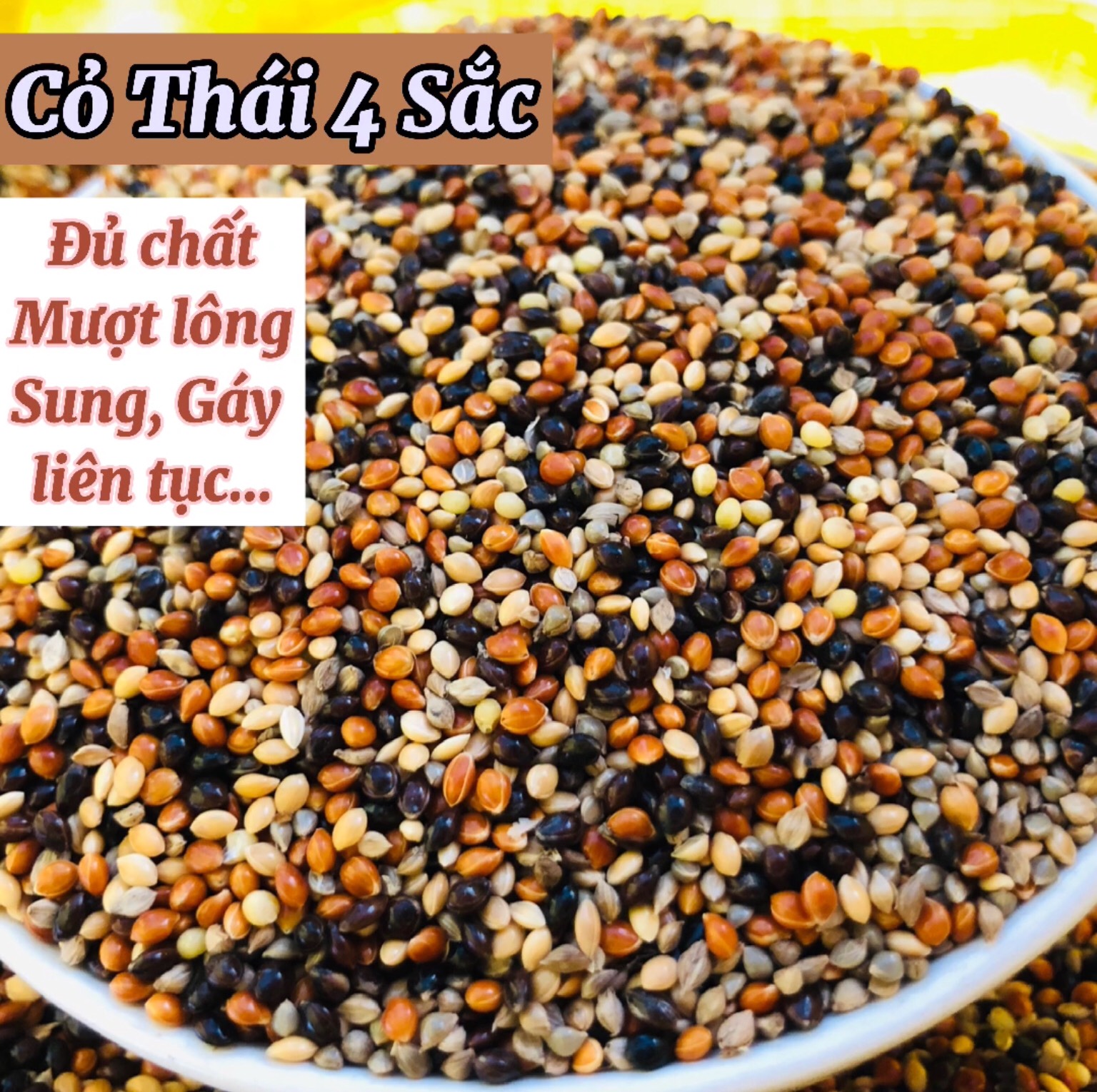1Kg hạt kê đen, thức ăn chim cu gáy