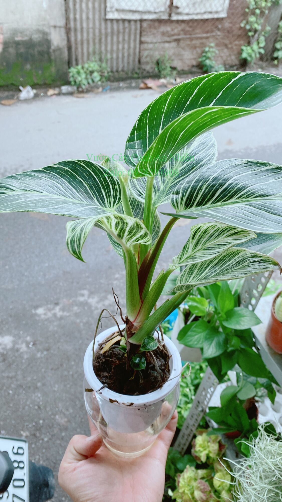Chậu Cây Trầu Bà Hoàng Kim Trồng Thuỷ Sinh