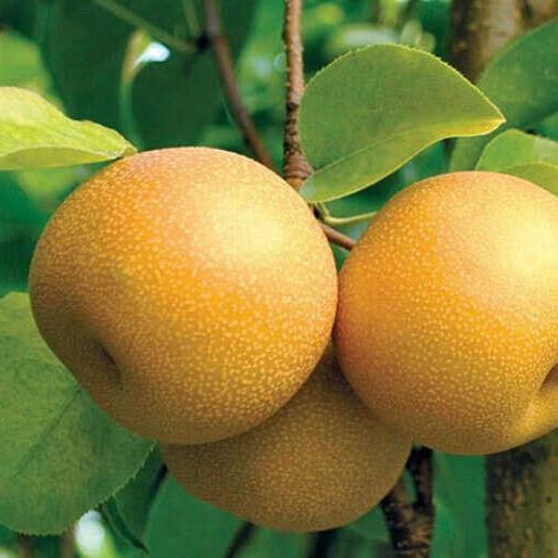 Trái Lê đường/ mắc cọp - ngon giòn ngọt chắc
