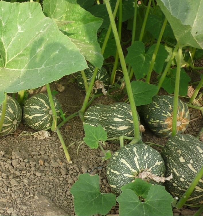 " Gói 10 "Hạt Giống Bí Hạt Đậu - Bí Đỏ Hạt Đậu [Seeds]