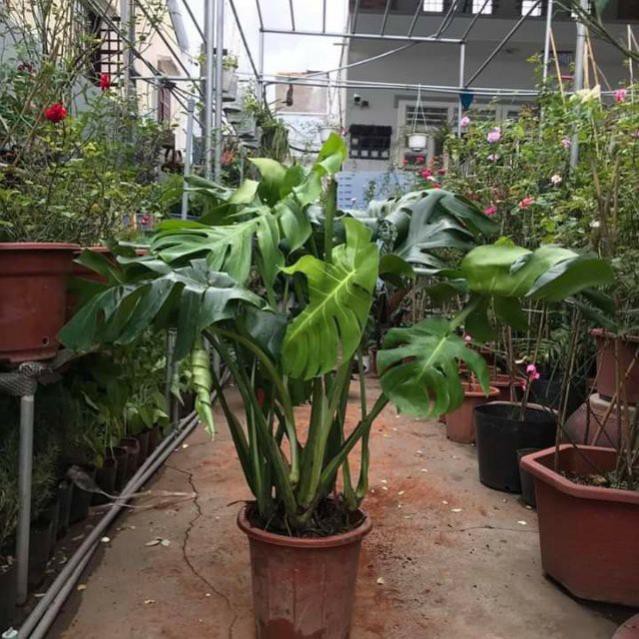 [ XẢ - CẮT LỖ] Cây trầu bà Nam Mỹ