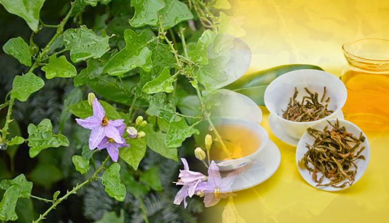 Cây cà gai leo giống (tem chuẩn giống)