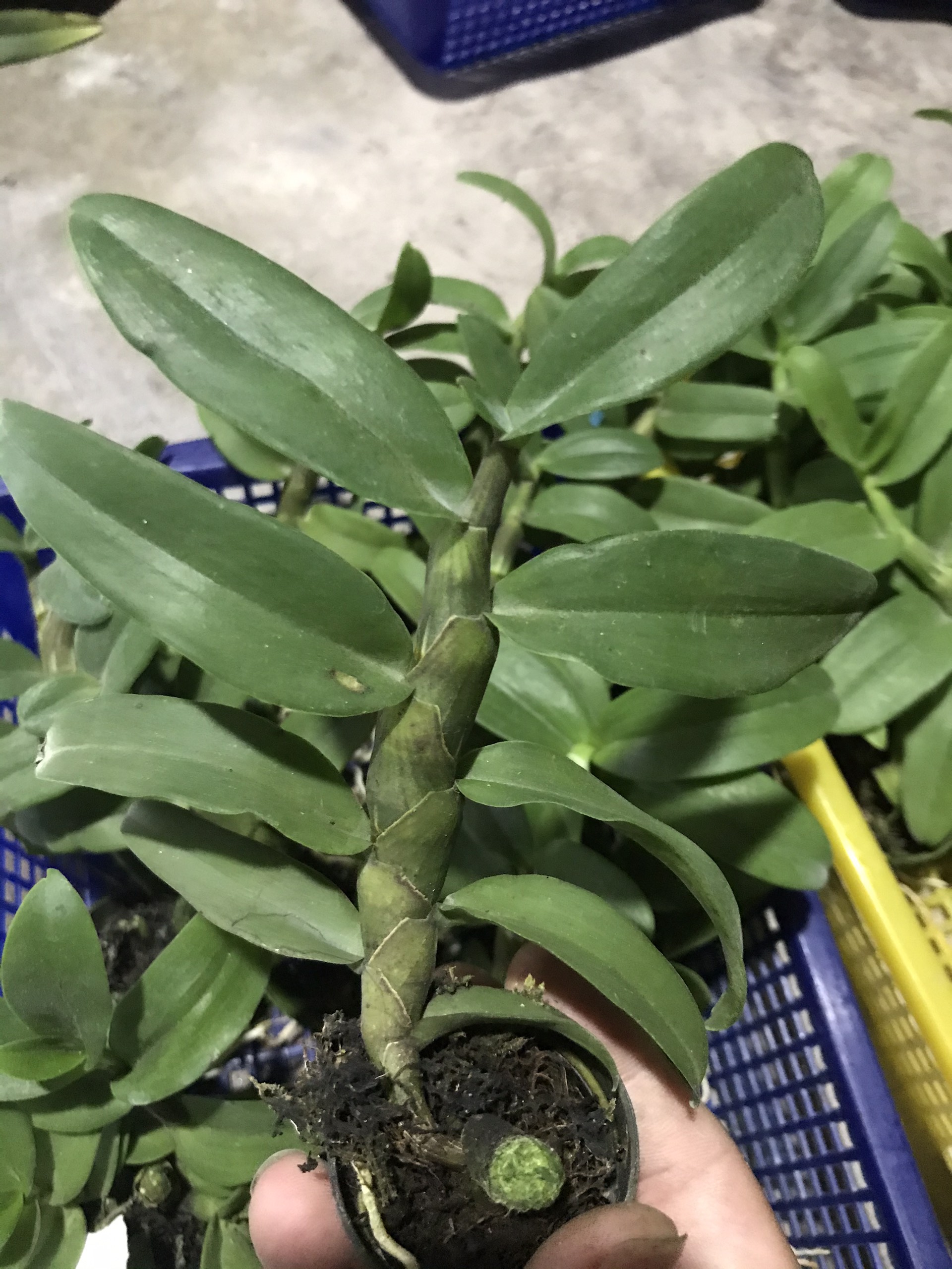 PHI ĐIỆP GIEO HẠT CÂY GIỐNG NHIỀU LOẠI