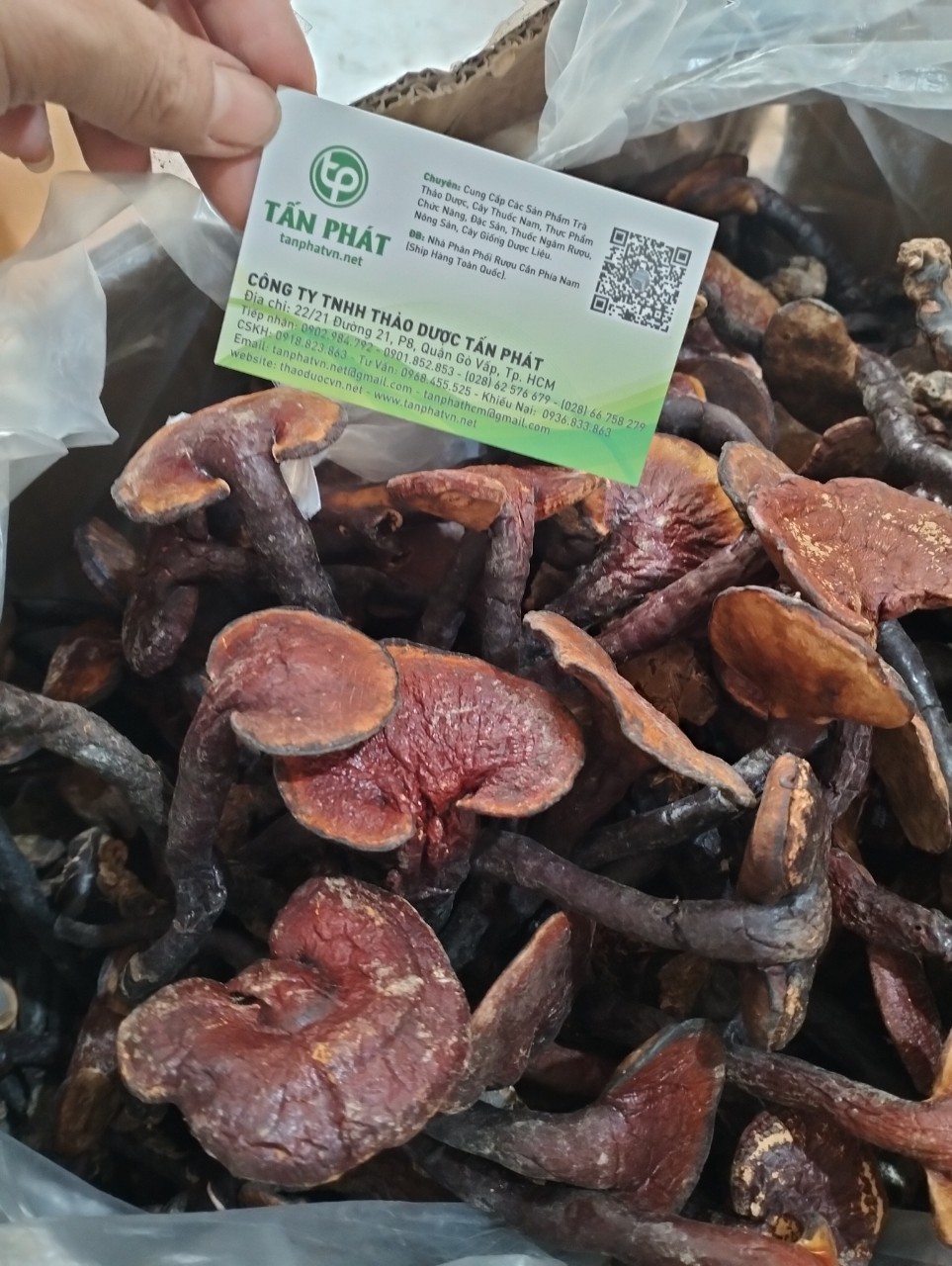 Nấm lim xanh rừng 100g cao cấp - Tấn Phát