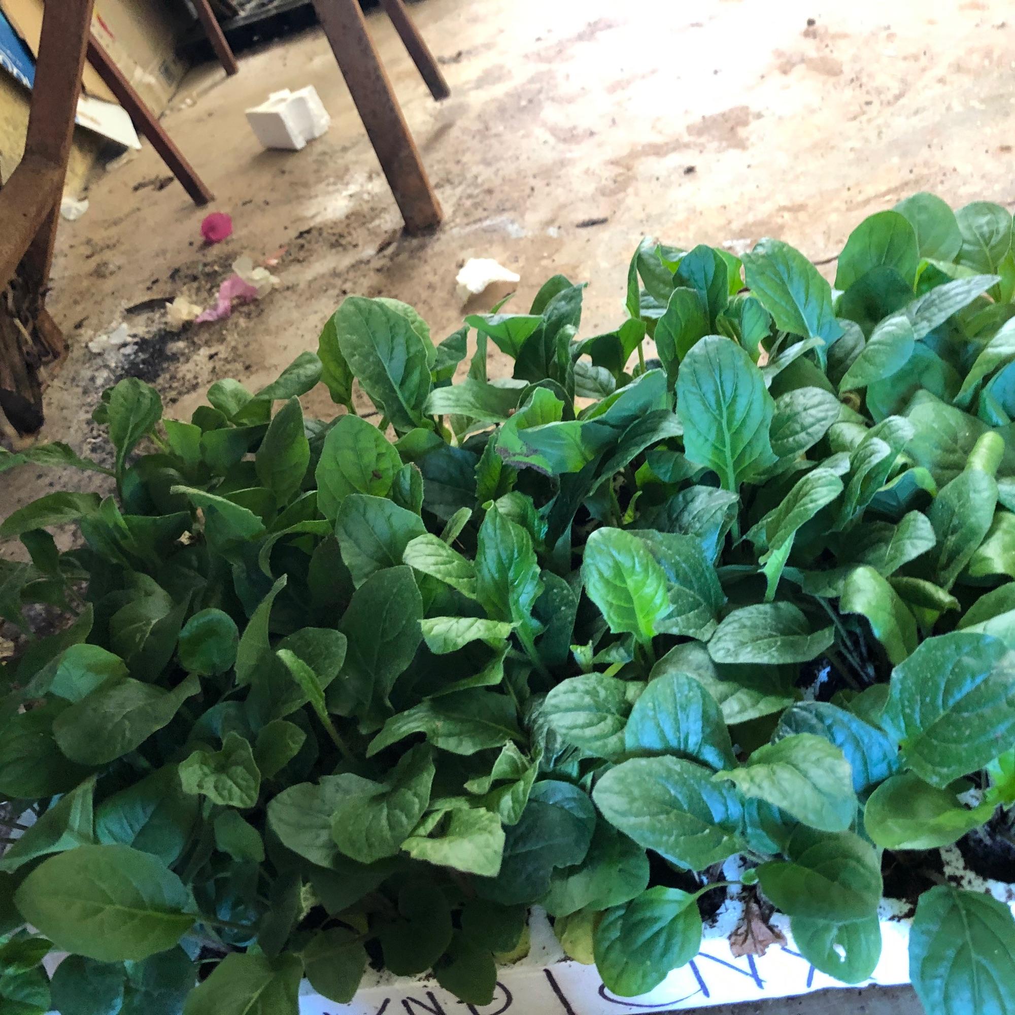 combo 10 Cây giống hoa đồng tiền