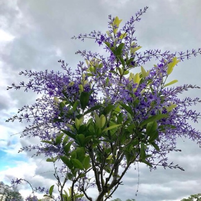 NGUYÊN CHẬU CÂY HOA MAI XANH THÁI LAN HÀNG  LỚN, HOA SIÊU ĐẸP GIÁ RẺ