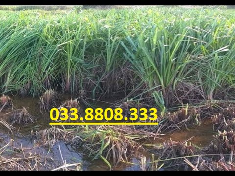 "Hạt giống cỏ chăn nuôi Ubon Paspalum - Cỏ xả chịu ngập 1kg-  - Hạt Giống Cỏ Chăn Nuôi Trâu,Bò,dê,cừu,cá... đem lại năng xuất cao trong ngành chăn nuôi