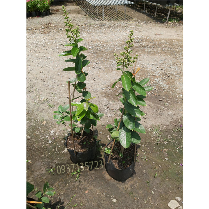 [HCM]cây bằng lăng tím cao từ 40-60 cm