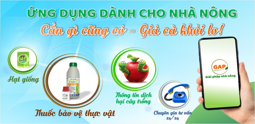 HẠT GIỐNG ĐẬU COVE LEO HẠT ĐEN 20G