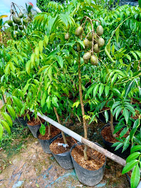 Cây Giống Cóc Thái Lùn Siêu Trái