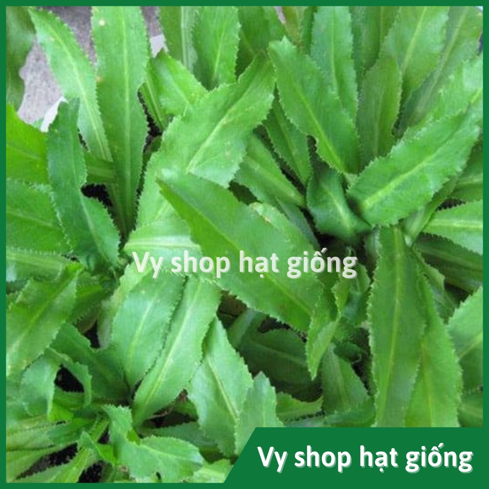Hạt giống rau mùi tầu (ngò gai) Thái Lan gói 2000 hạt