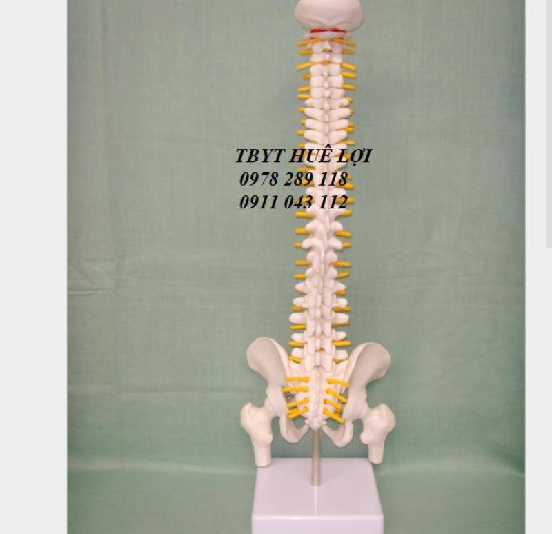 Mô hình cột sống 45cm