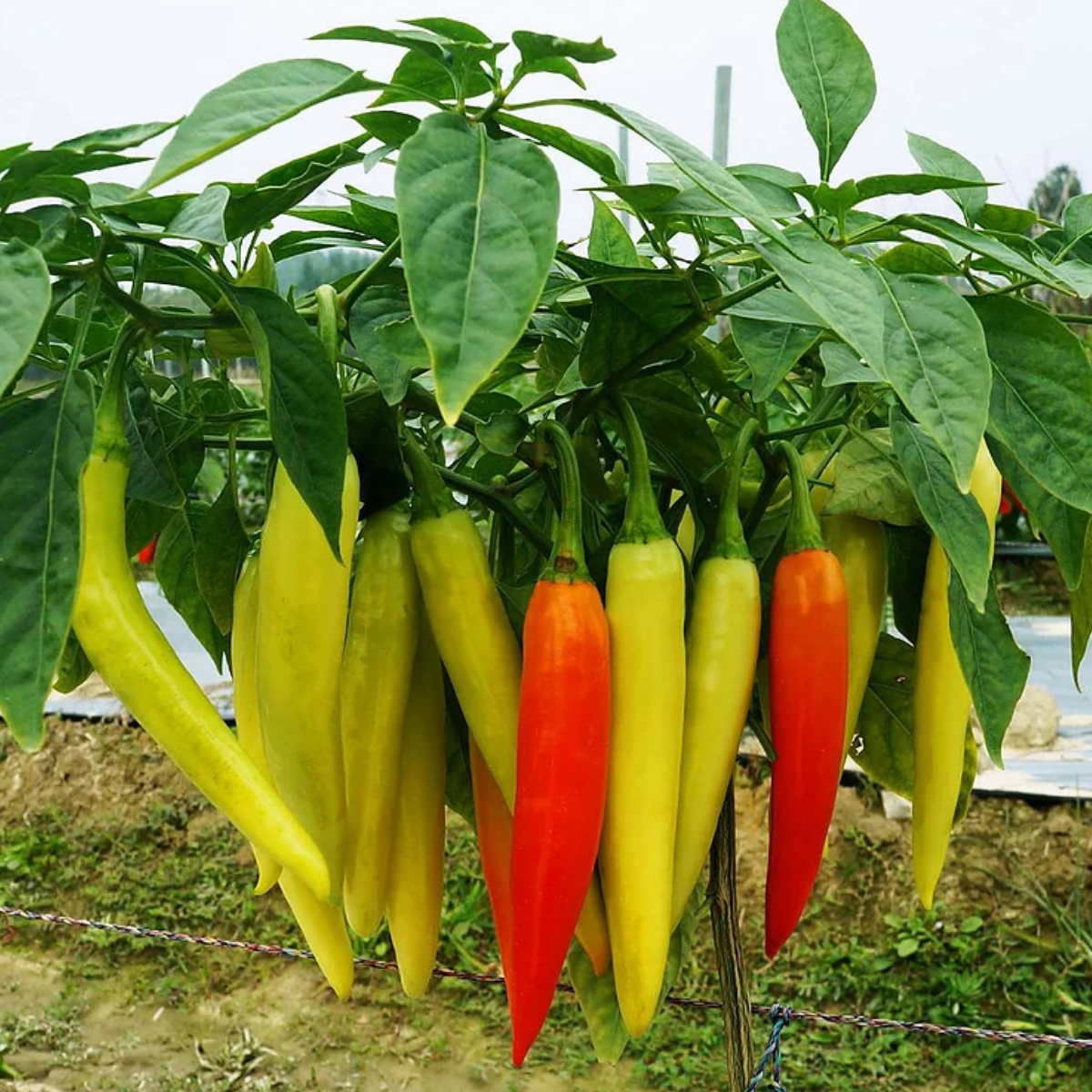 Hạt giống Ớt Sừng Vàng F1 da bóng trái suôn dài VTP88 | Vạn Tín Store