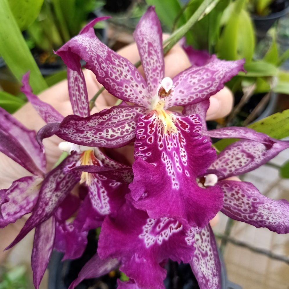 hoa lan: VŨ NỮ HỒ LY- chậu trưởng thành sắp hoa