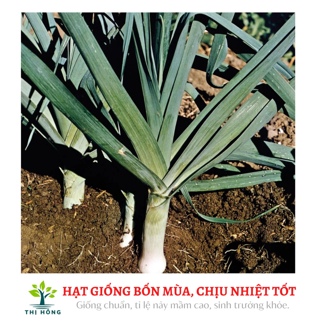 Hạt giống tỏi tây 2g (lá xanh đậm, dọc trắng cứng).