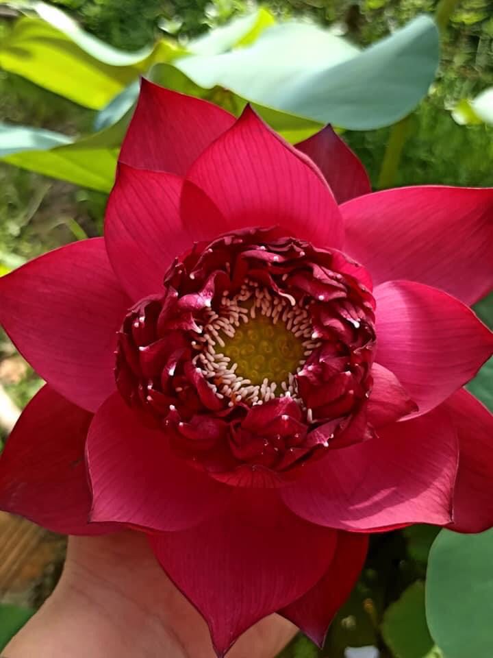 Sen Phượng Hoàng Lửa_ Củ Giống