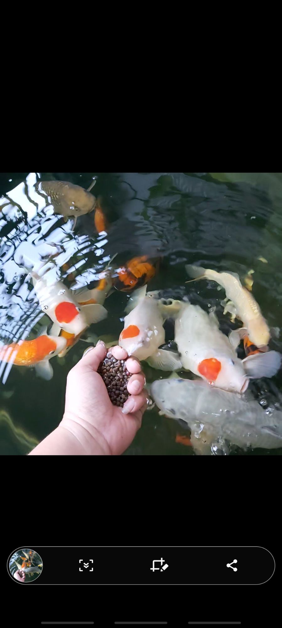 [HCM]VI SINH HỒ CÁ BB KOI