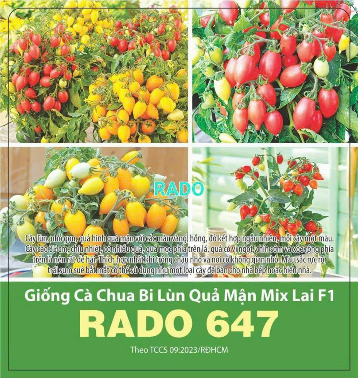 giống lá tía tô nhật