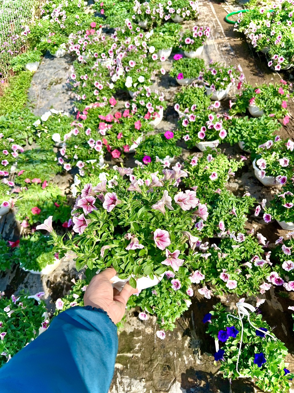 Chậu hoa dạ yến đang hoa chậu treo