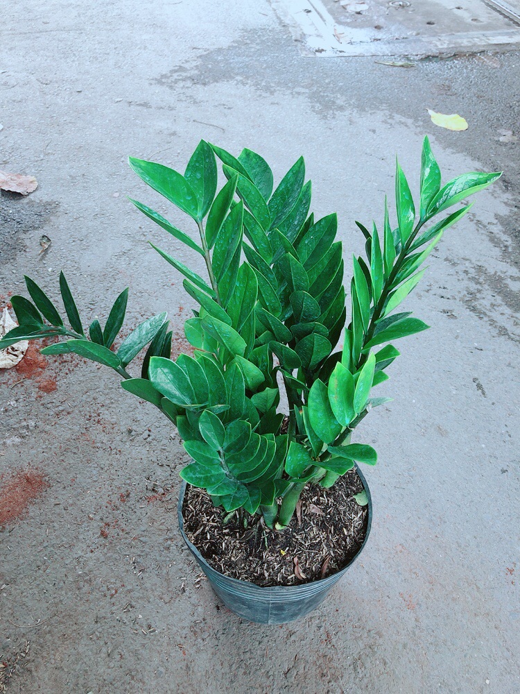 [HCM]Kim Tiền Lớn