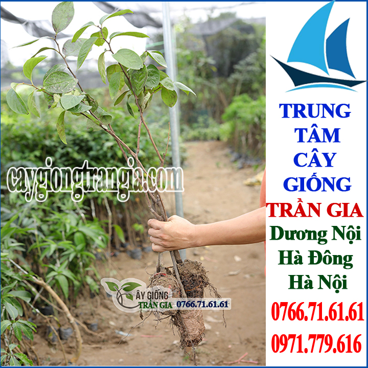Giống Cây Hồng Giòn Nhật Bản ( 2 cây )