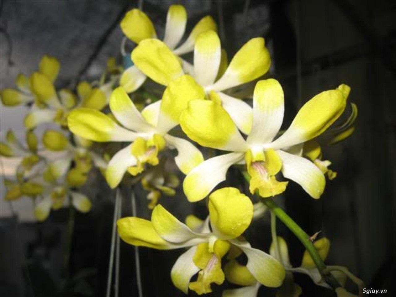 Dendro Nắng Thơm Banana - cây to khủng sắp hoa