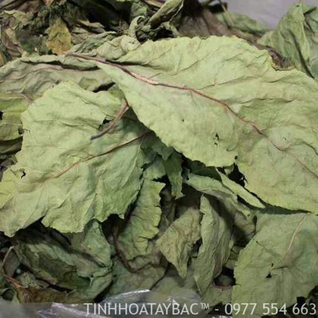 500g lá đắng lá mật gấu kim tai