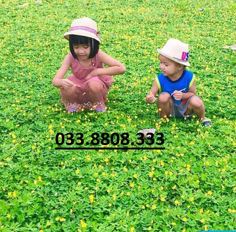 Hạt Giống Cỏ Lạc Dại – Cỏ Đậu Phộng ( 100g) -Hạt Giống Cỏ Thảm Cảnh - Cỏ Sân Vườn - Cỏ Cảnh Quan