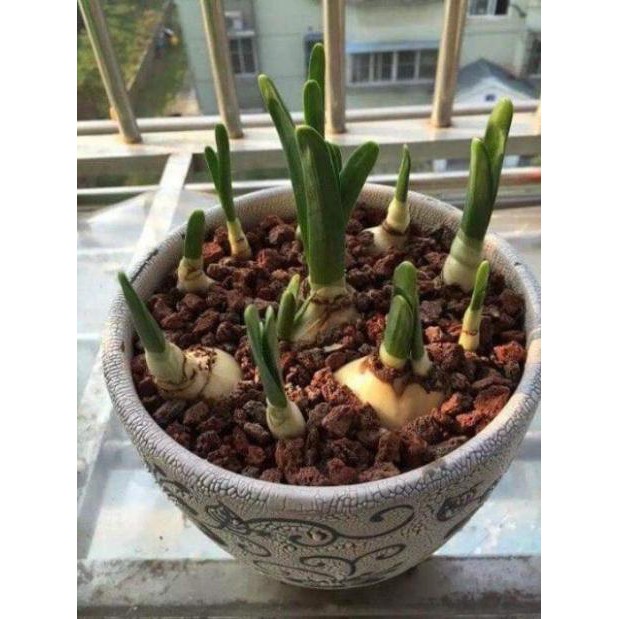 Củ giống hoa thủy tiên( củ nhỏ)