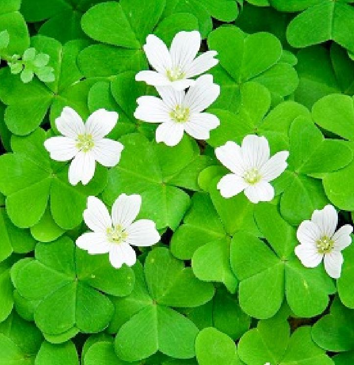 Clover Seeds (3-Leaf Grass) - Pack of 50 Seeds
