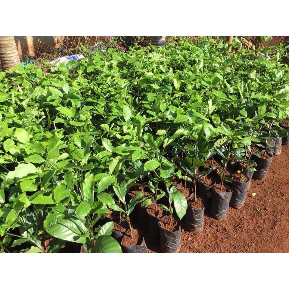 cây giống cà phê ( giống cây ghép siêu sớm) _CÂY GIỐNG ĐỨC MẠNH