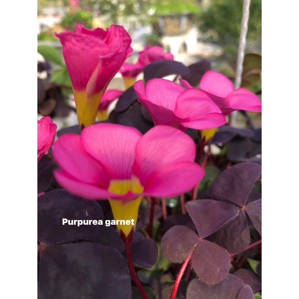 Củ hoa Oxalis Purpurea Garnet