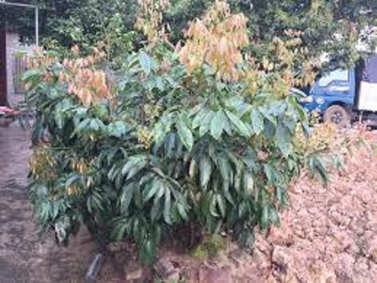 Cây giống VẢI THIỀU dòng quả muộn