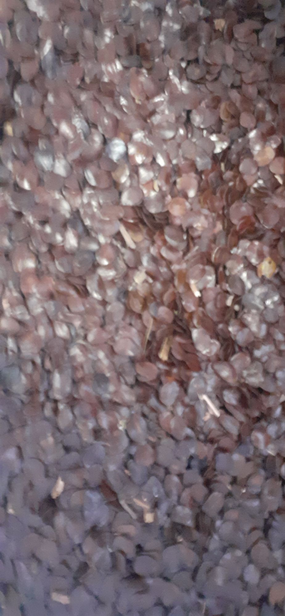 50gram hạt muồng đen